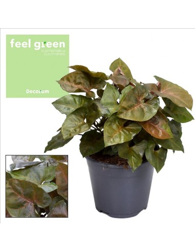 Syngonium Maria  - 1