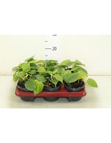 Philodendron Scandent Micans  - 1