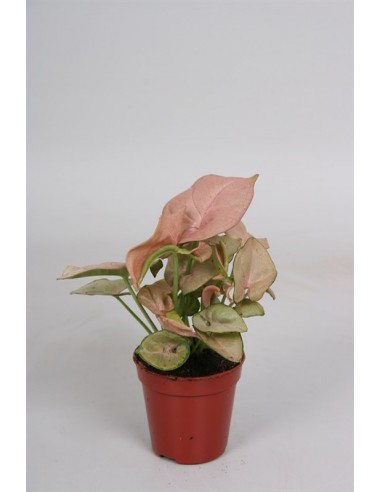 Syngonium Rose  - 1