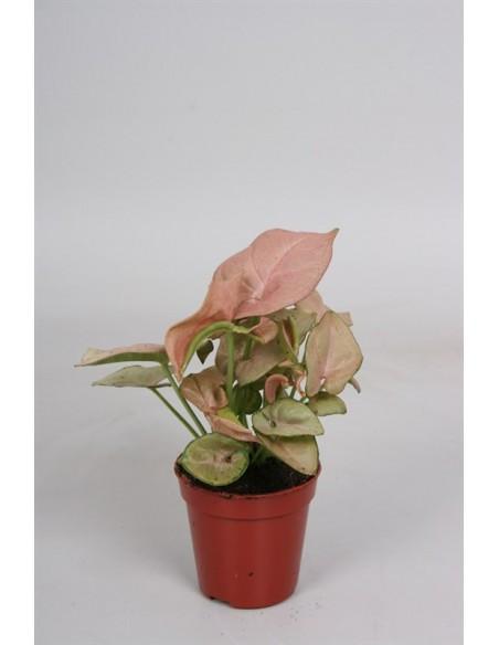 Syngonium Rose  - 1