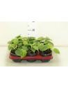 Philodendron Scandens  - 1