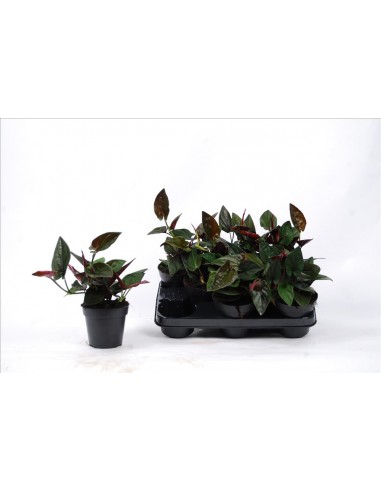 Syngonium Red Arrow  - 1