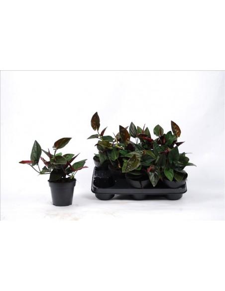 Syngonium Red Arrow  - 1