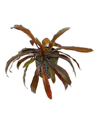 Echinodorus granat  - 1