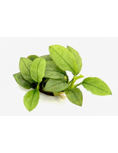 Anubias nana 'Jade' Dennerle plants - 1