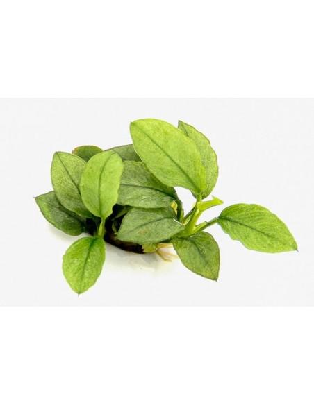 Anubias nana 'Jade' Dennerle plants - 1