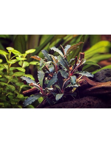 Bucephalandra sp. 'Red Scorpio' Dennerle plants - 1
