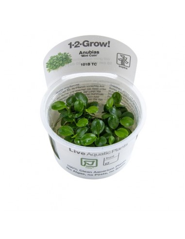 Anubias barteri 'Mini Coin' - In Vitro Cup Tropica Tropica - 1