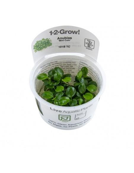 Anubias barteri 'Mini Coin' - In Vitro Cup Tropica Tropica - 1