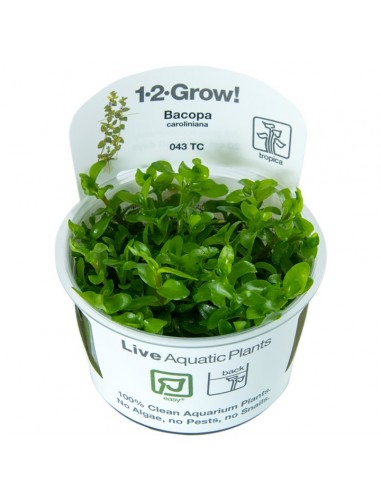 Bacopa Caroliniana - Invitro Tropica Tropica - 2