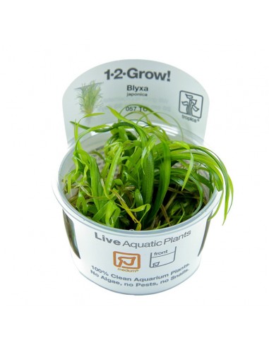Blyxa japonica - In vitro Tropica Tropica - 1