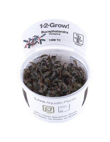 Bucephalandra 'Kedagang'- In vitro Tropica Tropica - 1