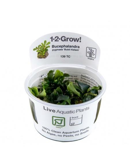 Bucephalandra pygmaea 'Bukit Kelam' - In vitro Tropica Tropica - 1