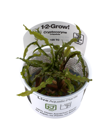 Cryptocoryne crispatula - In Vitro Cup Tropica Tropica - 1