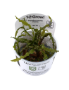 Cryptocoryne crispatula - In Vitro Cup Tropica Tropica - 1