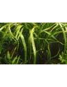 Cryptocoryne crispatula - In Vitro Cup Tropica Tropica - 2