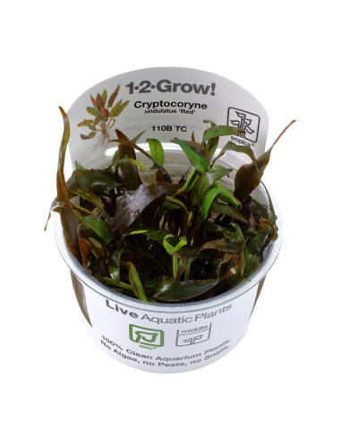 Cryptocoryne undulatus 'Red' - In Vitro Cup Tropica Tropica - 1
