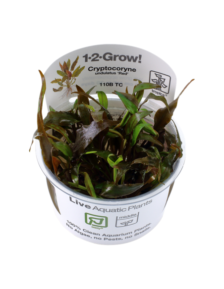 Cryptocoryne undulatus 'Red' - In Vitro Cup Tropica Tropica - 1