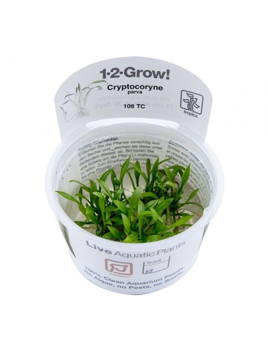 Cryptocoryne parva - Invitro Tropica Tropica - 1
