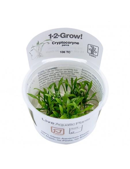 Cryptocoryne parva - Invitro Tropica Tropica - 1