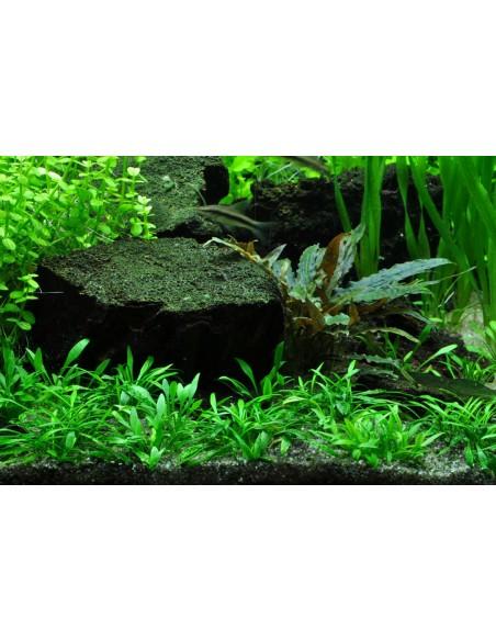 Cryptocoryne parva - Invitro Tropica Tropica - 2