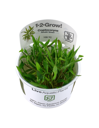 Cryptocoryne wendtii 'Green' -  Invitro Tropica Tropica - 2