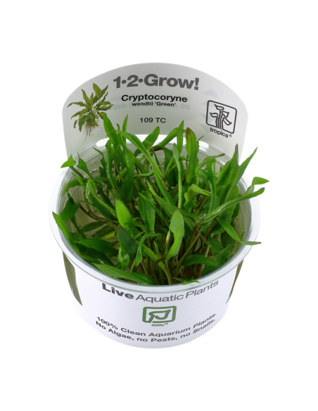 Cryptocoryne wendtii 'Green' -  Invitro Tropica Tropica - 2