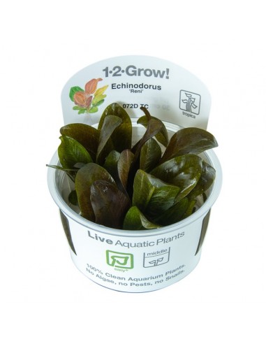 Echinodorus 'Reni' - in Vitro Cup Tropica Tropica - 1