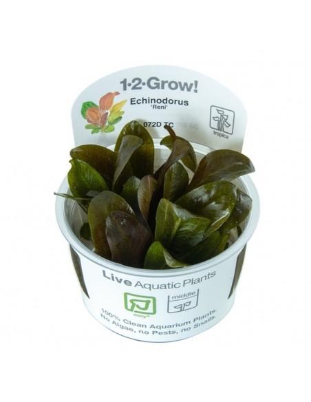 Echinodorus 'Reni' - in Vitro Cup Tropica Tropica - 1