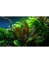Echinodorus 'Reni' - in Vitro Cup Tropica Tropica - 2