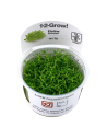 Elatine hydropiper - In Vitro Cup Tropica Tropica - 1