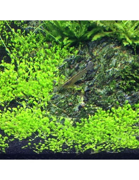 Elatine hydropiper - In Vitro Cup Tropica Tropica - 2