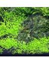 Elatine hydropiper - In Vitro Cup Tropica Tropica - 2