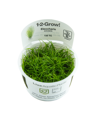 Eleocharis acicularis - In Vitro Cup Tropica Tropica - 1