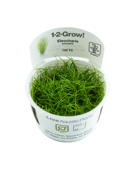 Eleocharis acicularis - In Vitro Cup Tropica Tropica - 1