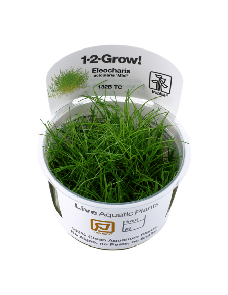 Eleocharis acicularis 'Mini' pusilla- In Vitro Cup Tropica Tropica - 1