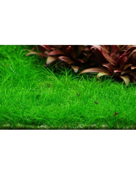 Eleocharis acicularis 'Mini' pusilla- In Vitro Cup Tropica Tropica - 2