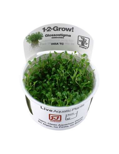 Glossostigma Elatinoides - In Vitro Cup Tropica Tropica - 2