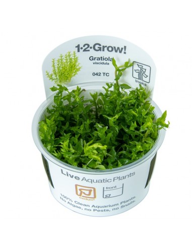 Gratiola viscidula - In Vitro Cup Tropica Tropica - 1