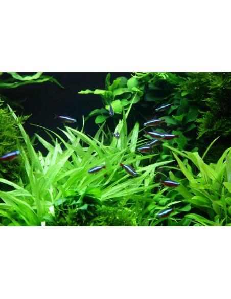 Helanthium bolivianum 'Quadricostatus' - In vitro Tropica Tropica - 2