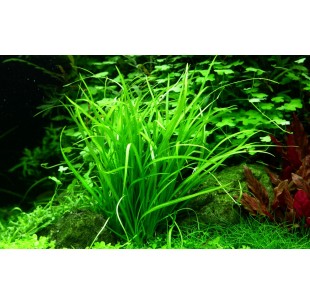 Helanthium tenellum 'Green'- In vitro Tropica Tropica - 1 2