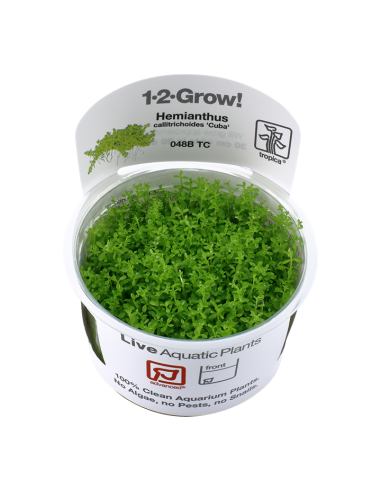 Hemianthus callitrichoides 'Cuba' - In Vitro Cup Tropica Tropica - 1