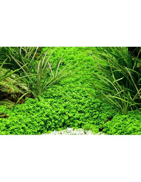 Hemianthus callitrichoides 'Cuba' - In Vitro Cup Tropica Tropica - 2