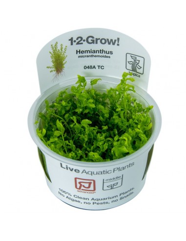 Hemianthus micranthemoides - In Vitro Cup Tropica Tropica - 1