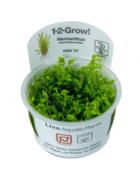 Hemianthus micranthemoides - In Vitro Cup Tropica Tropica - 1