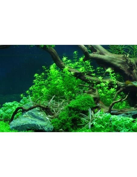 Hemianthus micranthemoides - In Vitro Cup Tropica Tropica - 2