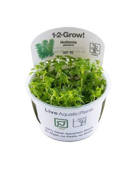 Hottonia palustris(Proserpinica pectinata) - In vitro Tropica Tropica - 1