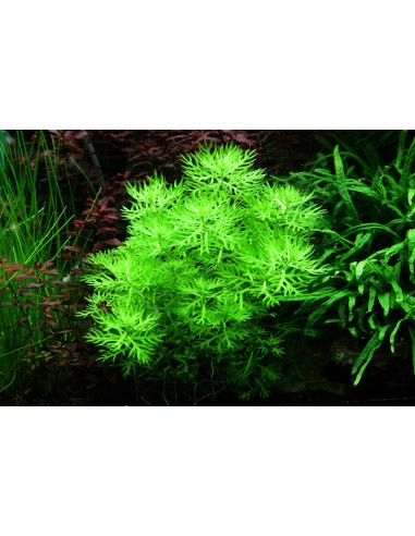 Hottonia palustris(Proserpinica pectinata) - In vitro Tropica Tropica - 2