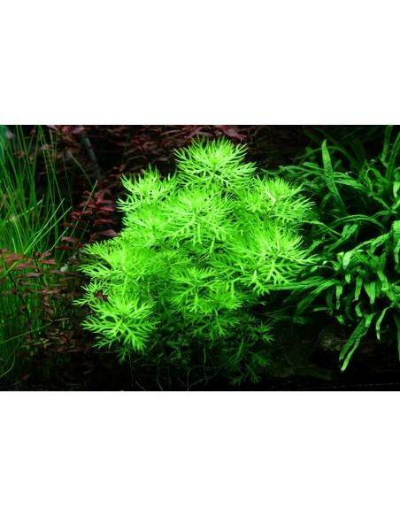 Hottonia palustris(Proserpinica pectinata) - In vitro Tropica Tropica - 2
