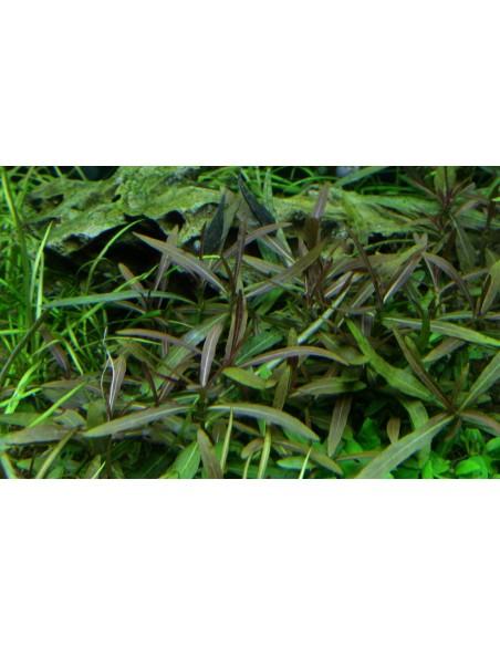 Hygrophila lancea (sp. 'Araguaia') - In Vitro Cup Tropica Tropica - 1